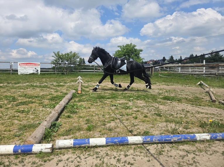 Friesen Hengst 4 Jahre 165 cm Rappe in Lengenfeld