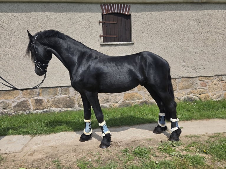 Friesen Hengst 4 Jahre 165 cm Rappe in Lengenfeld