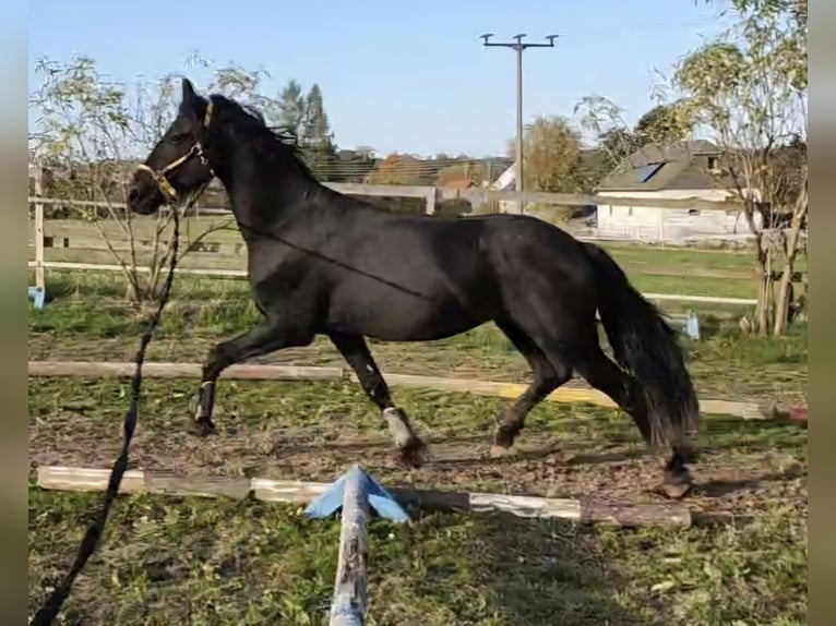 Friesen Hengst 4 Jahre 165 cm Rappe in Lengenfeld