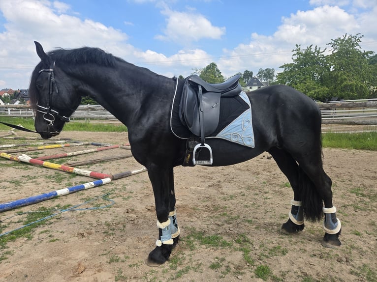Friesen Hengst 4 Jahre 165 cm Rappe in Lengenfeld