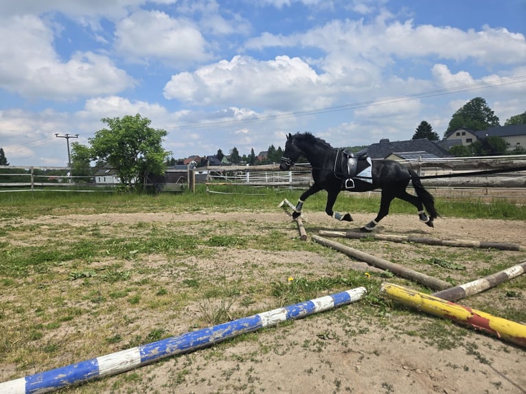 Friesen Hengst 4 Jahre 165 cm Rappe in Lengenfeld