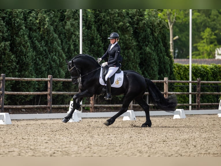 Friesen Hengst 4 Jahre 165 cm Rappe in Aalsmeer