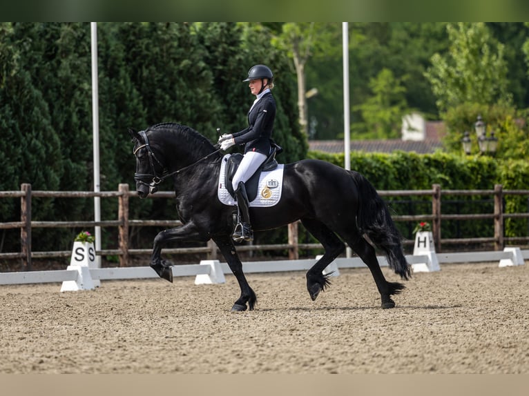 Friesen Hengst 4 Jahre 165 cm Rappe in Aalsmeer