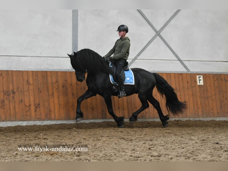 Friesen Hengst 4 Jahre 165 cm Rappe in Mijnsheerenland