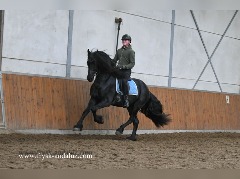 Friesen Hengst 4 Jahre 165 cm Rappe in Mijnsheerenland