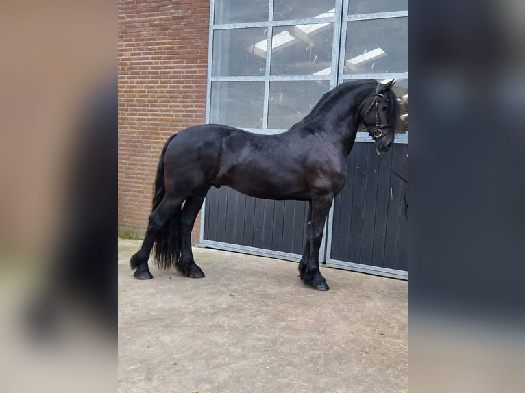 Friesen Hengst 4 Jahre 165 cm Rappe in Bladel