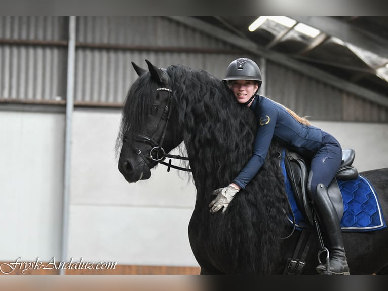Friesen Hengst 4 Jahre 165 cm Rappe in Mijnsheerenland