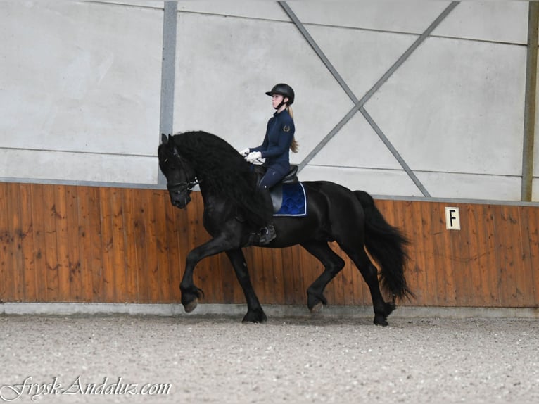 Friesen Hengst 4 Jahre 165 cm Rappe in Mijnsheerenland