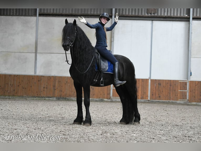 Friesen Hengst 4 Jahre 165 cm Rappe in Mijnsheerenland