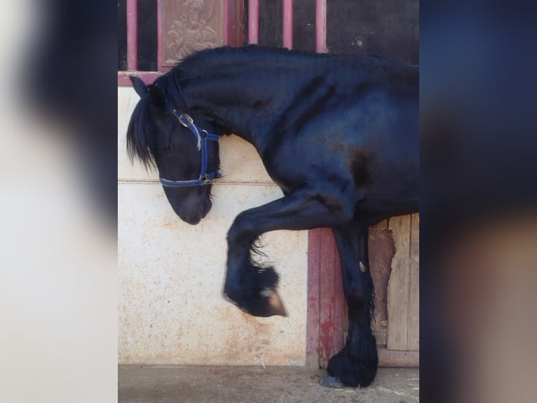 Friesen Mix Hengst 4 Jahre 165 cm Rappe in Ciudad Real