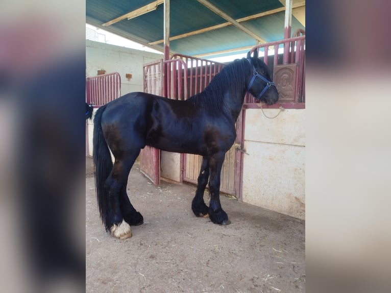 Friesen Mix Hengst 4 Jahre 165 cm Rappe in Ciudad Real