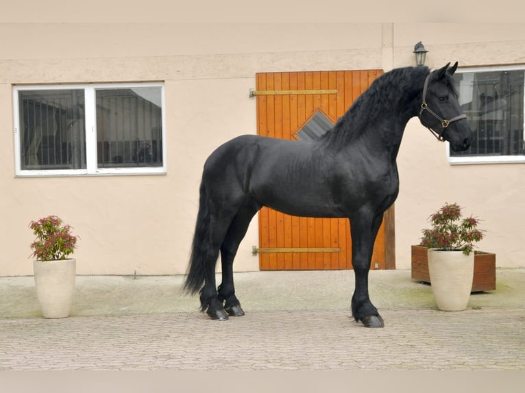Friesen Hengst 4 Jahre 167 cm Rappe in Ochtendung