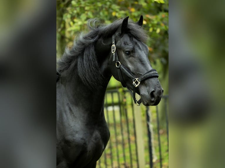 Friesen Hengst 4 Jahre 168 cm Rappe in Spijk