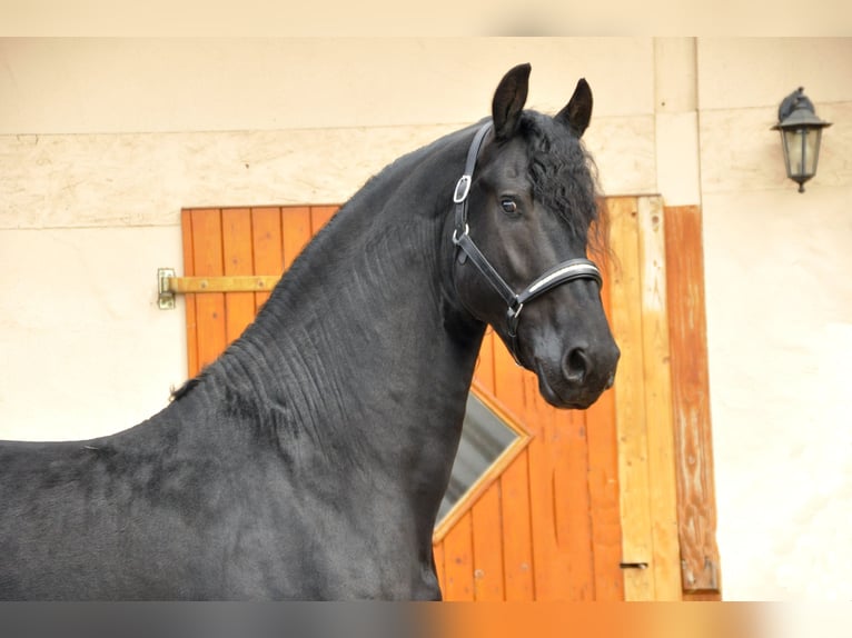 Friesen Hengst 4 Jahre 168 cm Rappe in Ochtendung