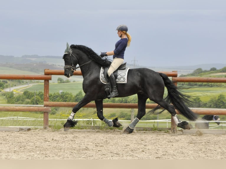Friesen Hengst 4 Jahre 168 cm Rappe in Ochtendung