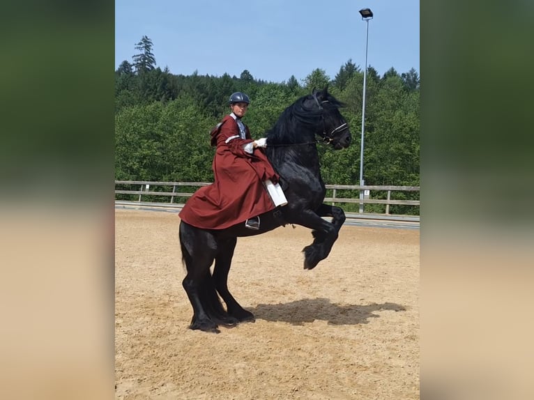 Friesen Hengst 4 Jahre 170 cm Rappe in Michelstadt