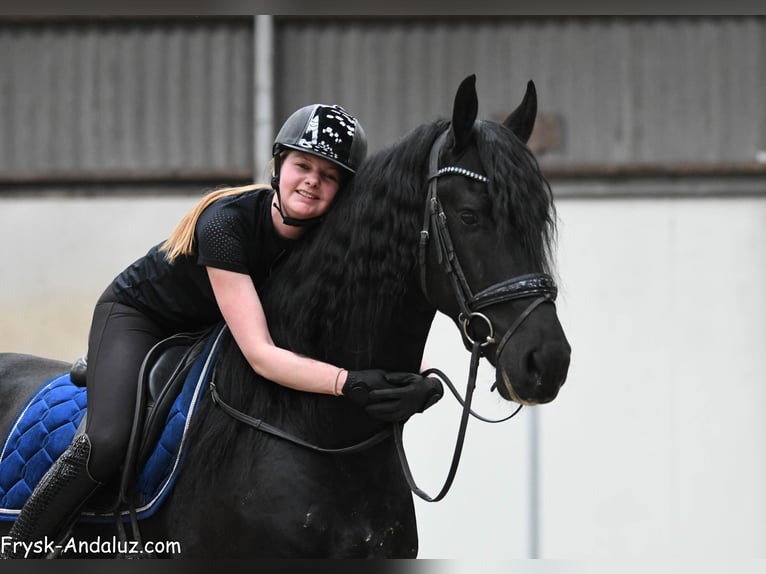 Friesen Hengst 4 Jahre 170 cm Rappe in Mijnsheerenland