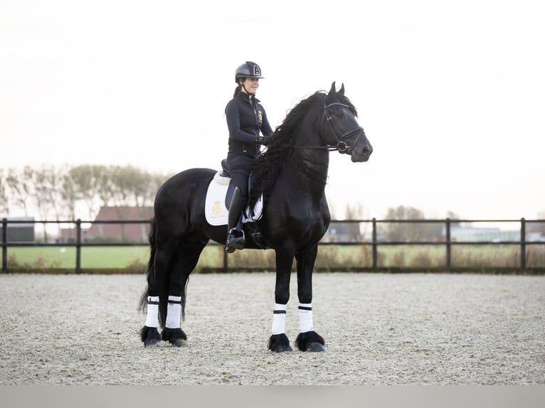 Friesen Hengst 4 Jahre 171 cm Rappe in Harlingen