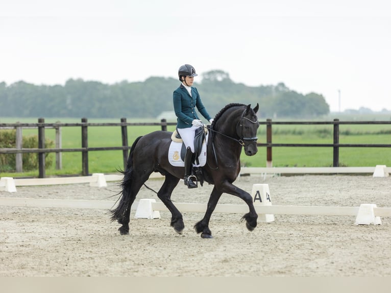 Friesen Hengst 4 Jahre 171 cm Rappe in Harlingen