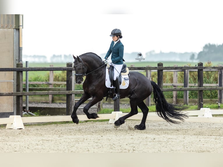 Friesen Hengst 4 Jahre 171 cm Rappe in Harlingen