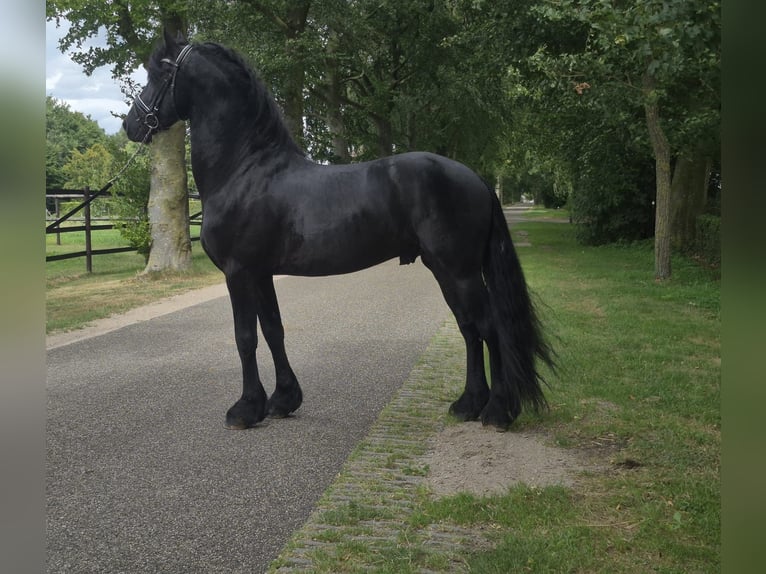 Friesen Hengst 5 Jahre 157 cm Rappe in Meinerzhagen