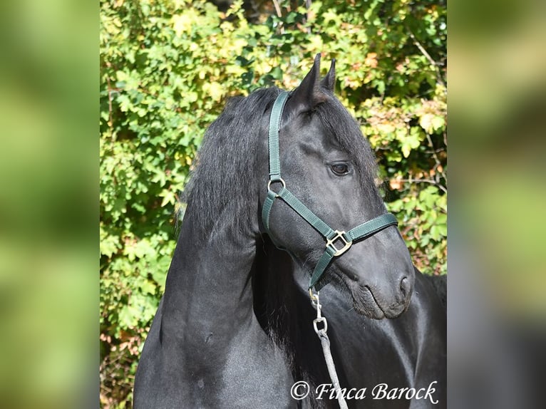 Friesen Hengst 5 Jahre 158 cm Rappe in Wiebelsheim