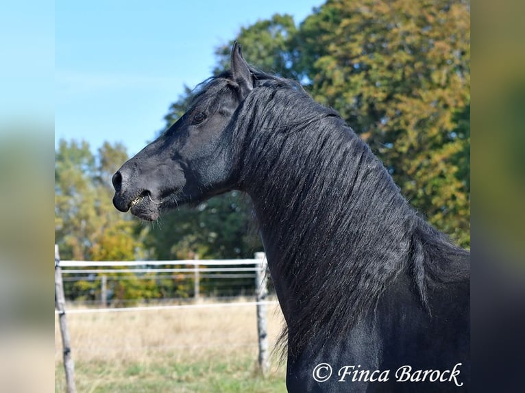 Friesen Hengst 5 Jahre 158 cm Rappe in Wiebelsheim