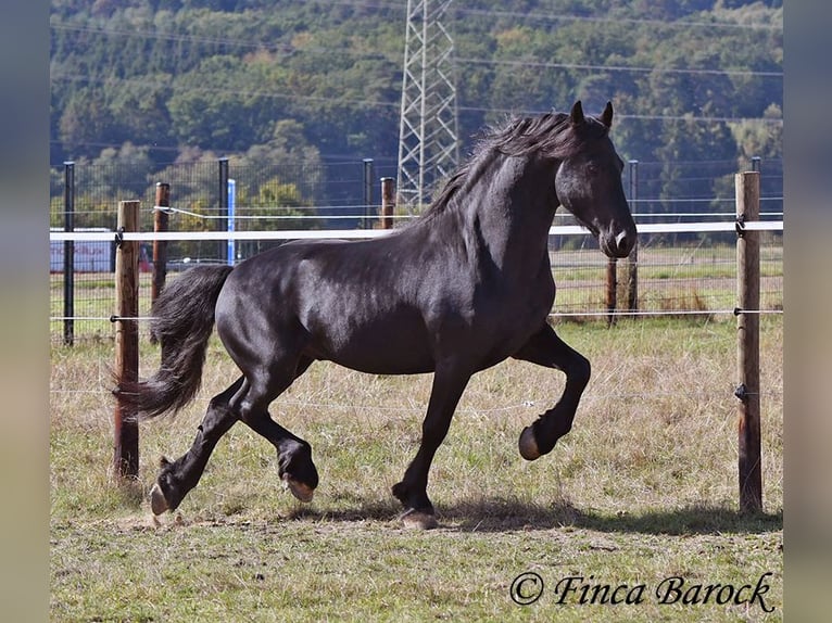 Friesen Hengst 5 Jahre 158 cm Rappe in Wiebelsheim