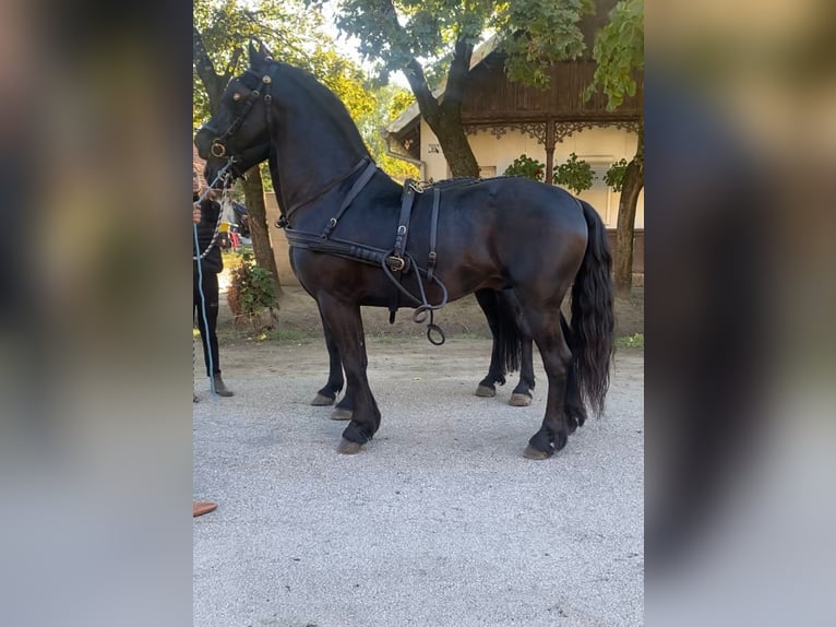 Friesen Hengst 5 Jahre 162 cm in Rechnitz