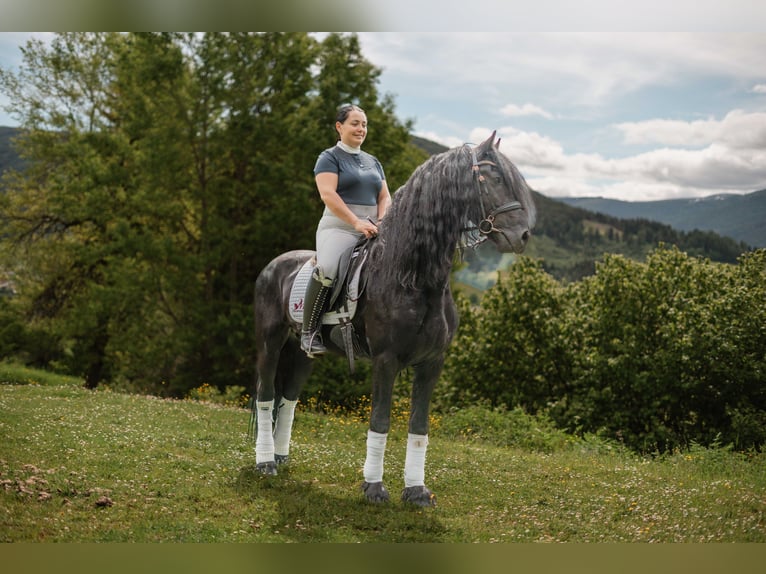 Friesen Hengst 5 Jahre 162 cm Rappe in Zederhaus