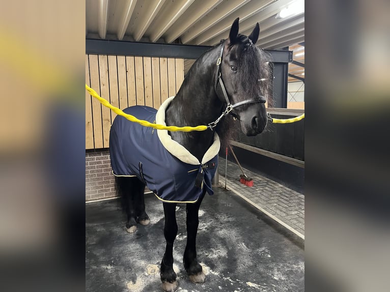 Friesen Hengst 5 Jahre 163 cm Rappe in Waskemeer