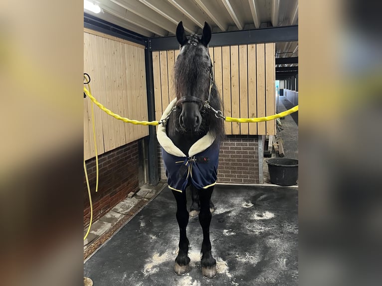 Friesen Hengst 5 Jahre 163 cm Rappe in Waskemeer
