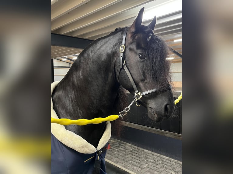 Friesen Hengst 5 Jahre 163 cm Rappe in Waskemeer