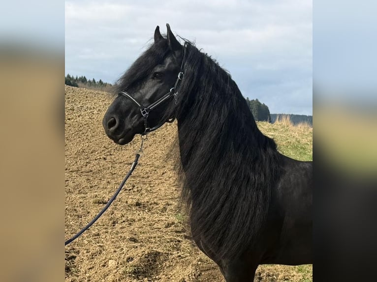 Friesen Hengst 5 Jahre 163 cm Rappe in Bösingen Herrenzimmern