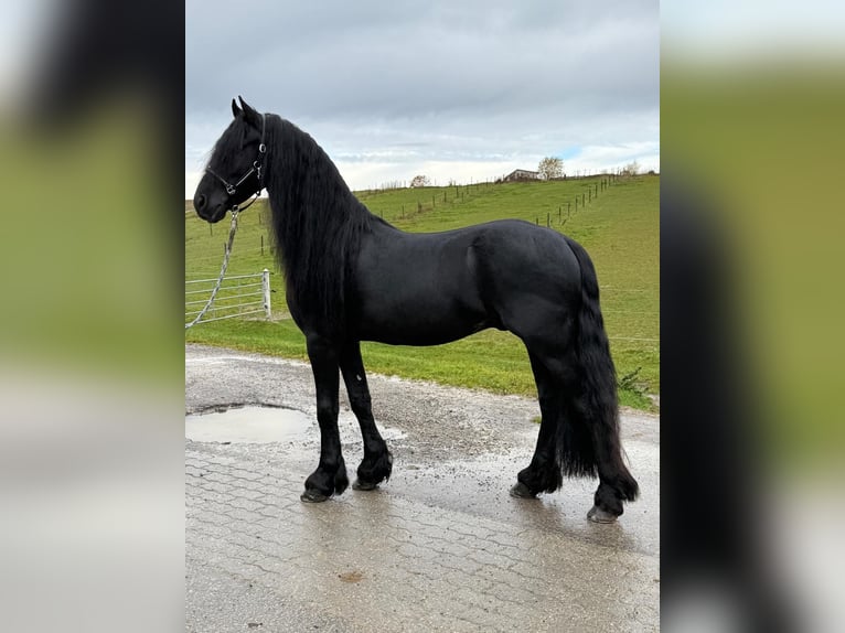Friesen Hengst 5 Jahre 163 cm Rappe in Bösingen Herrenzimmern