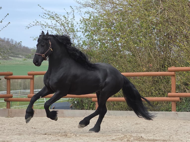 Friesen Hengst 5 Jahre 163 cm Rappe in Ochtendung