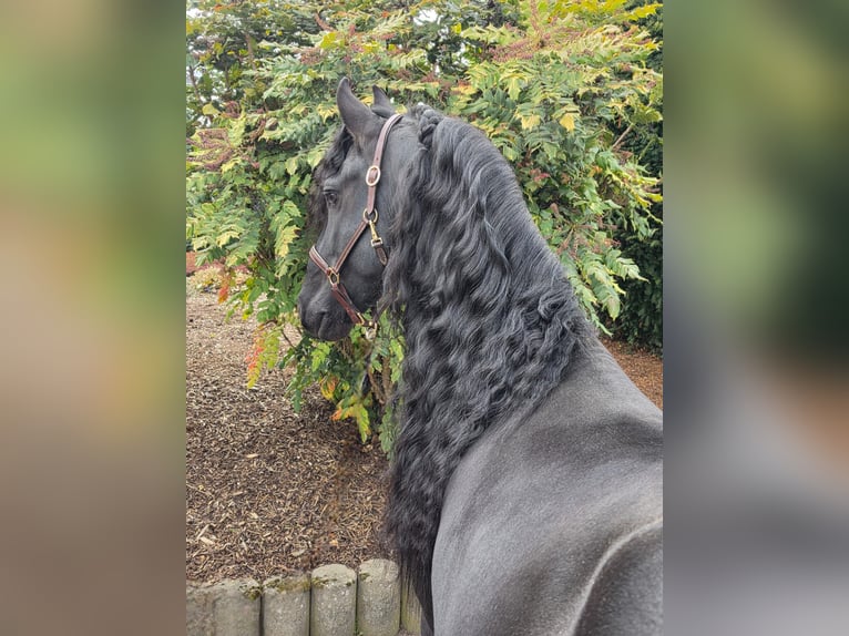 Friesen Hengst 5 Jahre 163 cm Rappe in Ochtendung