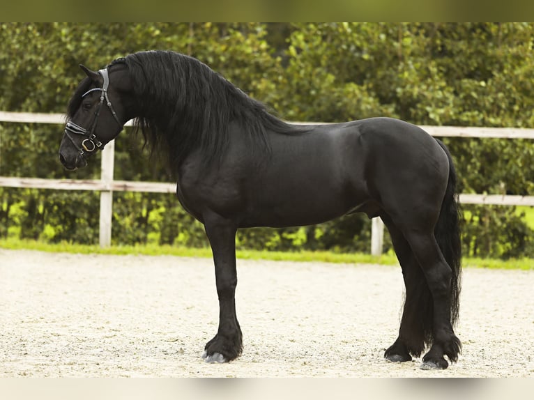 Friesen Hengst 5 Jahre 164 cm Rappe in Nes