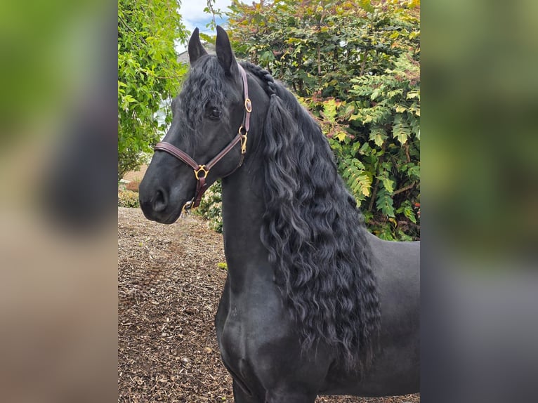 Friesen Hengst 5 Jahre 164 cm Rappe in Ochtendung