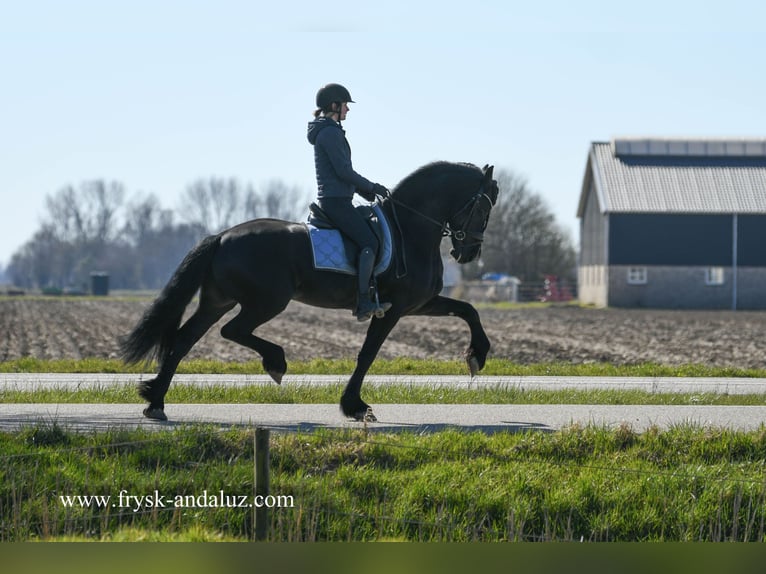 Friesen Hengst 5 Jahre 165 cm Rappe in Mijnsheerenland