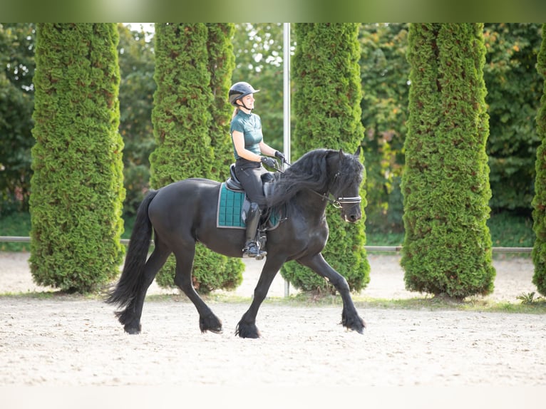 Friesen Hengst 5 Jahre 167 cm Rappe in Meinerzhagen