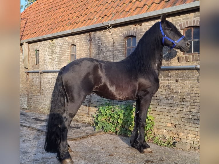 Friesen Hengst 5 Jahre 168 cm  in Oosterzee