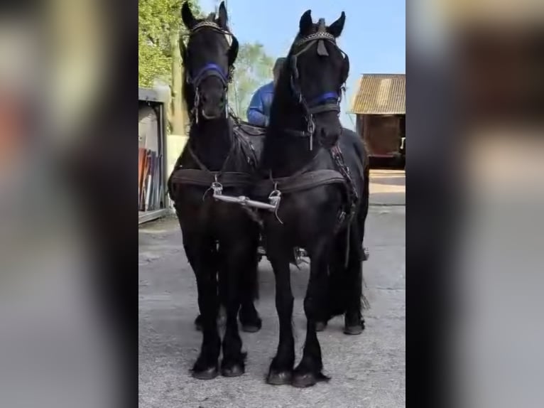Friesen Hengst 5 Jahre 168 cm  in Oosterzee