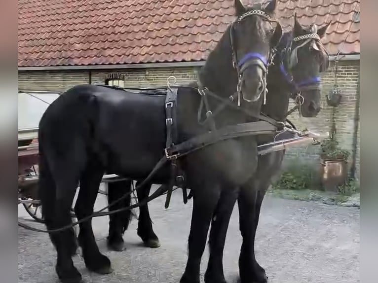 Friesen Hengst 5 Jahre 168 cm  in Oosterzee