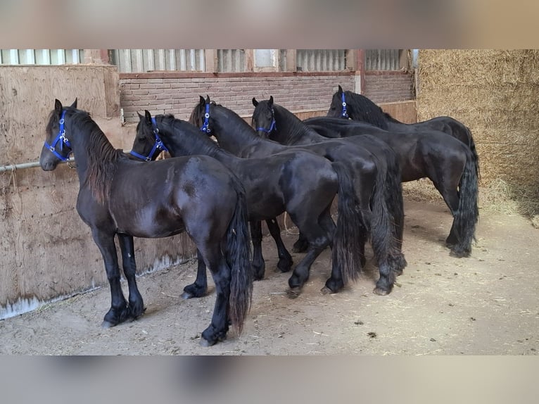 Friesen Hengst 5 Jahre 168 cm  in Oosterzee