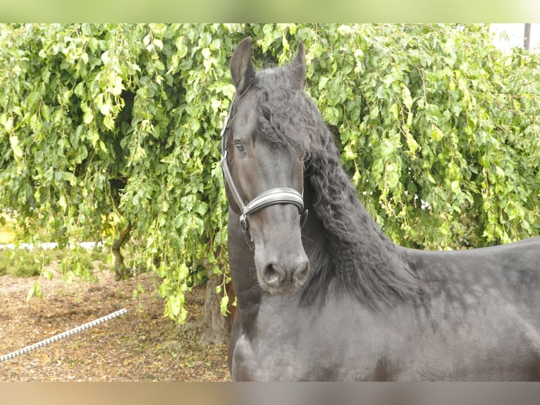 Friesen Hengst 5 Jahre 168 cm Rappe in Ochtendung