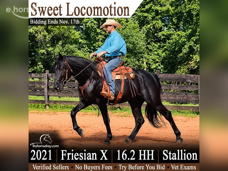 Friesen Mix Hengst 5 Jahre 168 cm Rappe in Lowgap, NC