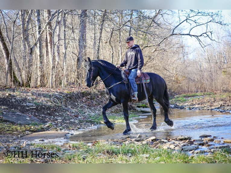 Friesen Hengst 5 Jahre 168 cm Rappe in Hillsboro