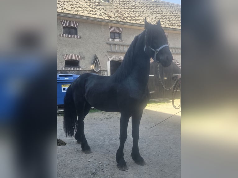 Friesen Hengst 5 Jahre 168 cm Rappe in Lengenfeld