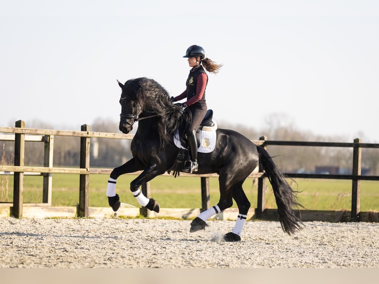 Friesen Hengst 5 Jahre 170 cm Rappe in Harlingen